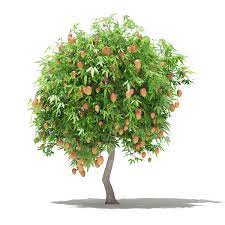 Check spelling or type a new query. Mango Tree With Fruits 3d Model 2 7m