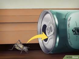 Crickets are easy prey for other animals. 3 Ways To Kill A Cricket That S Loose In Your House Wikihow