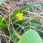 Image result for Hypoxis angustifolia