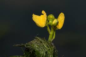 Image result for Utricularia stellaris