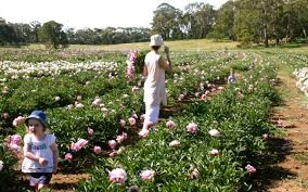 We are currently closed for the 2020 season�. A Peony Farm Is Letting You Pick Your Own Flowers Melbourne