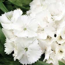 Image result for Dianthus