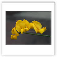 Image result for Aptosimum junceum