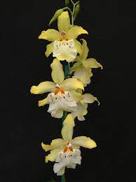 Oncidopsis Celtic Sun Maya Mac95 Oncidium Golden Rialto X Miltoniopsis Zorro Oncidopsis Oncidium Miltoniopsis Vuylstekeara Oncidiinae Yellow Orchid Unusual Flowers Oncidium Orchids Orchid Flower