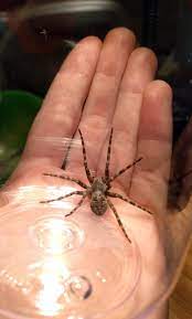 i find one of these spiders inside my house every few days in spring and summer this is the biggest one i ve seen so far southern ontario canada spiders
