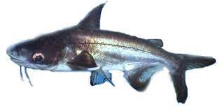 Gambar Ikan Jambal Gambar Ikan Hd