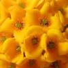 The washington navel orange tree produces the most popular eating oranges in california because the fruits are very delicious, sweet, juicy, seedless, and easy to peel as soon as the skin turns orange. 1