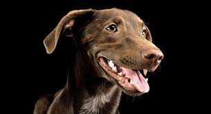 A weimador will be intelligent, friendly, and eager to please. Weimaraner Lab Mix Your Complete Guide To The Labmaraner