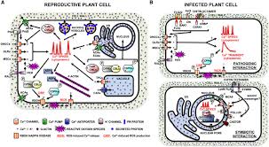 Maybe you would like to learn more about one of these? Generalized Model Of Ca 2 Signaling Occurring In Cells Involved In Download Scientific Diagram
