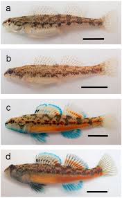 Image result for Turquoise 1983 Roper