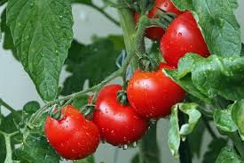 However, this garden favorite can also suffer from attacks and infestation by a wide. Best Fungicides For Tomatoes Reviews Buying Guide