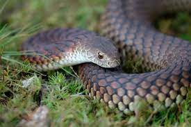 Lowland copperhead snake there are three types of copperhead snakes in australia. Lowland Copperhead Wikipedia