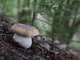 Die pilzzeit ist leider nur etwa 2 monate. Herbstzeit Ist Pilzzeit Was Sie Beim Sammeln Wissen Mussen Altdorf Nordbayern