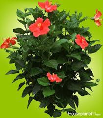 Hibiscus Winter Care Advice Hibiscus Plant Hibiscus Bush Plants