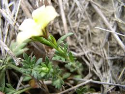 Image result for Menodora heterophylla