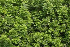 Basswood trees have wide leaves with coarse teeth and a notched area around the stem. Green Tree Leafs Background Stock Photo Picture And Royalty Free Image Image 11587205