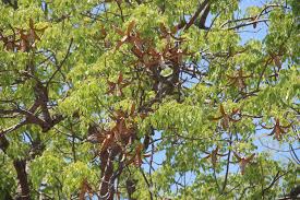 Image result for Entandrophragma caudatum