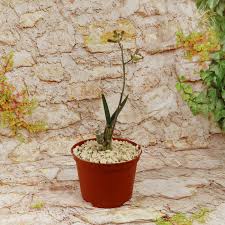 Image result for Eulophia petersii