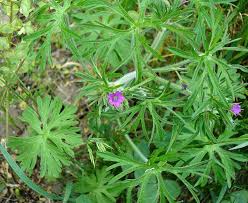 Image result for Geranium aculeolatum
