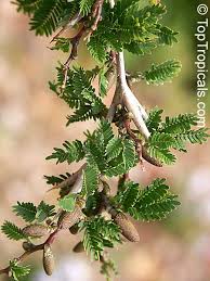 Image result for Acacia borleae