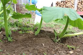 Maybe you would like to learn more about one of these? How To Grow A Giant Pumpkin Green Adrenaline