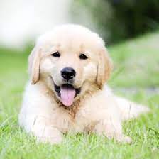 Golden Retriever Puppies For Sale Puppyspot