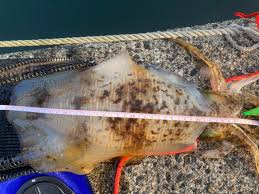 アングラーズ[ANGLERS]