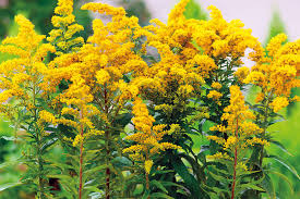 Image result for Solidago