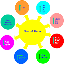 The Putative Mechanisms Of Radioprotection By Various Plants And Herbs Download Scientific Diagram