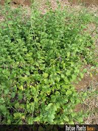 Image result for Plumbago zeylanica