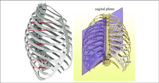 The thoracic cavity is made up of 12 pairs of ribs that connect in the. Left Side Ribs Of Rib Cage As Anatomical Landmarks And Simulated Download Scientific Diagram