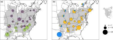 Image result for Diclis ovata