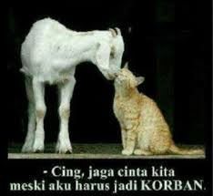 Okezone Week End Meme Meme Kocak Hewan Kurban Bikin Jomblo Makin Ngenes Okezone Lifestyle