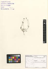 Image result for Chrysanthellum