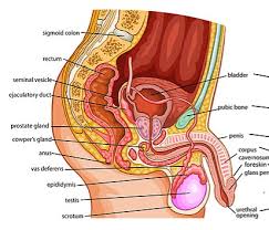 The abdomen (commonly called the belly) is the body space between the thorax (chest) and pelvis. Draw A Labelled Diagram Of The Human Male Reproductive Class 12 Biology Cbse