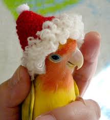 Holiday Hat Off Aves De Estimacao Passaros Fofos Tipos De Animais