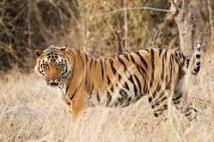 Image result