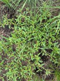 Image result for Gisekia