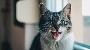 That's why i'm posting on here. 7 Reasons Why Your Cat Is Constantly Meowing Kxly