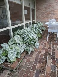 Image result for Caladium