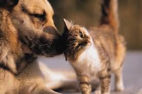 Whether you're looking for a playful puppy or an older companion, we have the perfect dog for you. Taking Care Of Your Pets When You Go On Holiday Paarl