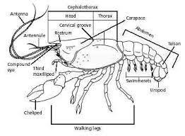 Crayfish Life Science Lessons Life Science Activities Biology Lessons
