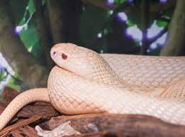 Maybe you would like to learn more about one of these? All About Cobra Snakes Reptiles Magazine
