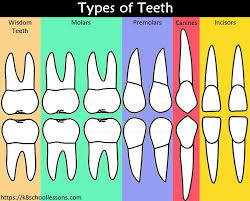 Human Tooth Structure For Kids Teeth Drawing Human Teeth