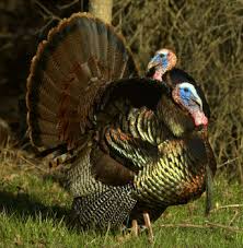 Wild Birds That Look Like Turkeys Look At This Gorgeous Tom Turkey Breeds Breeds Wild Turkey