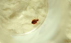 In fact, antarctica is the only continent on the planet where the parasitic pests. Bed Bug Product Insights Pest Management Professional