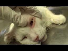 Once the hair and whiskers grow back, the appearance of the cat is usually quite good. Enucleation Surgery In A Cat Graphic Eye Removal Youtube