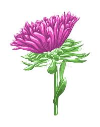 Beautiful Purple Aster Isolated on White Background Stock Illustration -  Illustration of colorful, object: 40875235