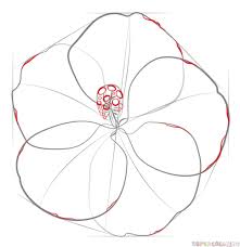 How To Draw A Hibiscus Flower Step By Step Drawing Tutorials Flower Drawing Hibiscus Flower Drawing Plant Drawing