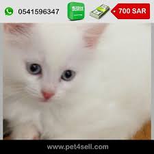 السعودية جده قطة شيرازي بيضاءعيونها زرقاء عمرها ثلاث شهور pet4sell cats animals